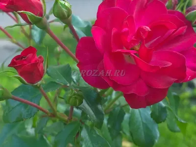 Розы - Комплексный уход за садом