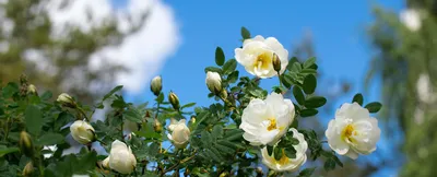 Dangerous disease of roses, leaves don't grow, shoots are deformed, viral  wilting of roses - YouTube