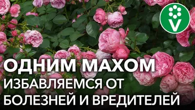 Трипсы: фото, описание, меры борьбы с ними на комнатных растениях, в  теплице и открытом грунте