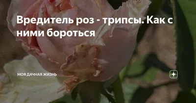 Трипсы, вредители, грызущие бутоны роз, как с ними бороться.