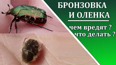 Вредители комнатных растений. Борьба с вредителями