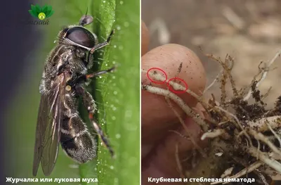 Болезни и вредители роз, с которыми мы чаще всего сталкиваемся | Вредители  растений, Выращивание роз, Растения