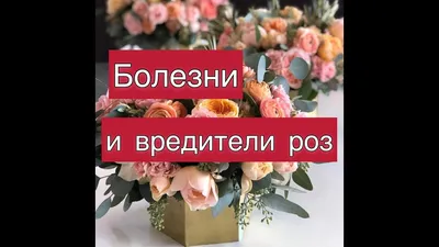Вредители комнатных растений: фото и как с ними бороться