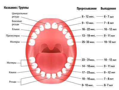 Временные коронки - предназначение и как за ними ухаживать