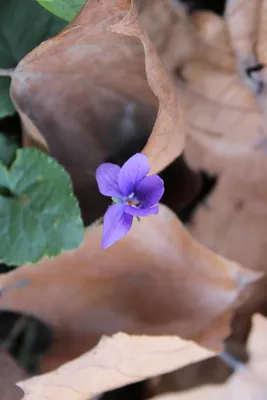 Иногда кажется что вот уже все рассказала про уход за фиалки на... |  Flowers, Plants