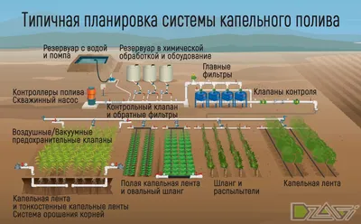 Капельный полив: преимущества капельного полива Автоматический полив,  системы полива, монтаж и проектирование автополива