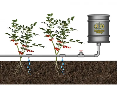 Капельный полив – экономия времени и сил! | Полезные советы