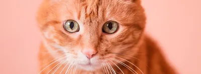 Фотографии кошек: скачивайте бесплатно в формате png, jpg, webp