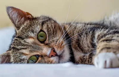 Фотографии кошек: бесплатное скачивание в форматах png, jpg, webp