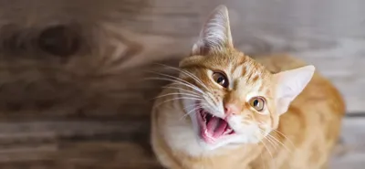 Фото кошек: выбирайте фотографию питомца в нужном формате для скачивания