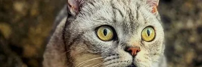 Кошки в фотографиях: наслаждайтесь прекрасными изображениями кошек