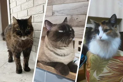 Фото кошек для скачивания: выберите уникальные форматы и разрешения
