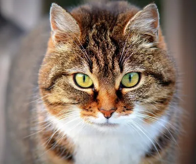 Кошки в фотографиях: скачивайте бесплатно изображения кошек разного размера
