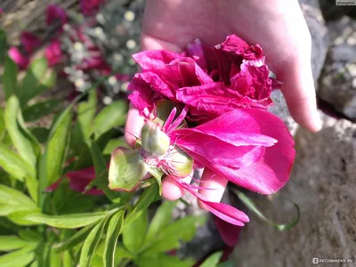 Как вырастить шикарные цветы? Тонкости ухода и посадки пионов в открытом  грунте