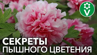Сорта пионов: все виды с описанием, фото и названиями | ivd.ru