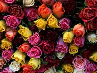 Книга «Все о розах» Д. Хессайон (ID#1583741334), цена: 299 ₴, купить на  Prom.ua
