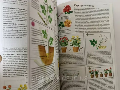 Все о розах, , Фитон+ купить книгу 978-5-93457-387-5 – Лавка Бабуин, Киев,  Украина