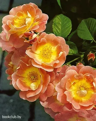 Томас Пролль Все о розах 150 лучших сортов Руководство по выращиванию и  уходу