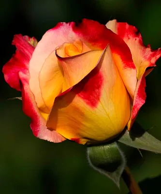 Все о красивых и свежих розах: где купить и когда дарить?