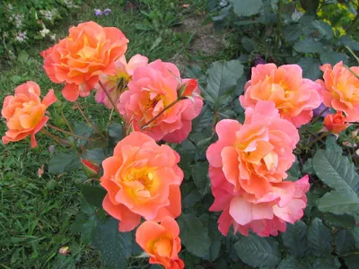 Розариум - Все о розах и не только. Размножение, селекция, болезни и  вредители, уход и сохранение роз зимой