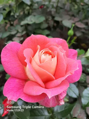 Уход за розами в мае - июне - АО «Фертика»