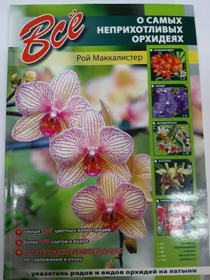 Все об орхидеях фото фотографии
