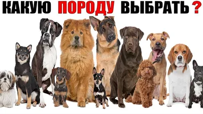 Самые маленькие собаки с короткой шерстью | МанкиБлог | Дзен
