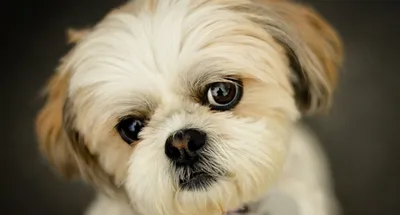 Редкие породы собак: 35 самых необычных с фото и названиями