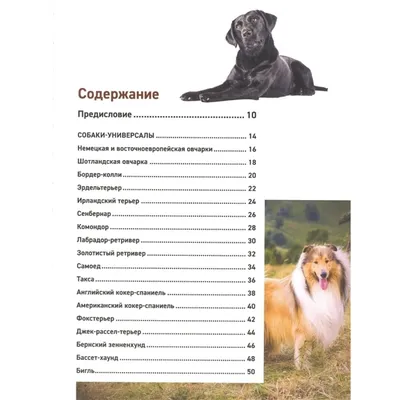 гладкий край терьера. набор цветов всех пальто. все породы собак  Иллюстрация вектора - иллюстрации насчитывающей собака, цветы: 275734249