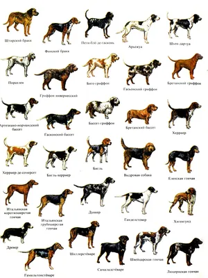 Какая собака вам подходит: полный каталог с фото и названиями пород |  Ставропольская правда