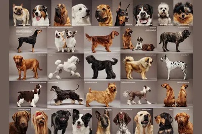 Все породы собак щенки фото фотографии