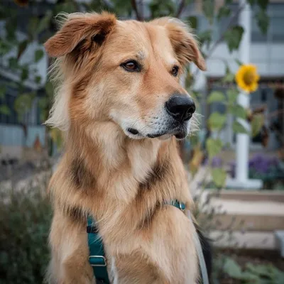 Гончие породы собак: виды, особенности и отличия пород | Royal Canin UA