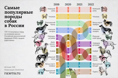 Новые породы собак с названиями, фотографиями и описанием – ТОП-20