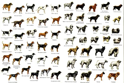 Все породы собак в мире фото фотографии