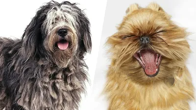 Какая самая лучшая порода собак? (Самый большой ТОП 60 пород собак) -  YouTube