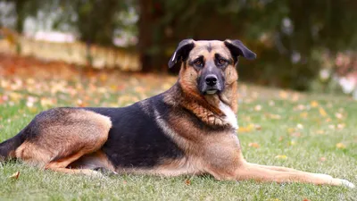 Названы самые популярные среди россиян породы собак : Псковская Лента  Новостей / ПЛН