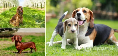 6 пород собак, выведенных в России