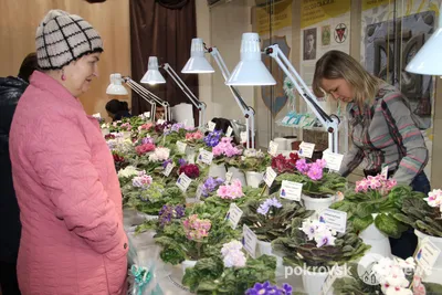 Здравствуйте, подскажите пожалуйста сорт фиалки. Первый раз цветем. | Клуб  любителей фиалок | ВКонтакте