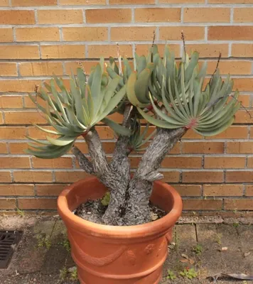 Aloe HUMILIS - SUCCULENT.KUPI