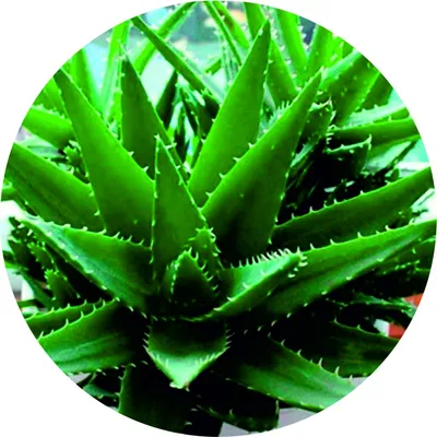 Растение Алоэ вера, купить с доставкой в интернет магазине Агродекор