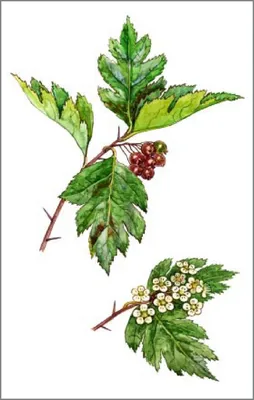 🍒 Купить плоды боярышника в Краснодаре: ягоды по цене за 1 кг от 100 руб —  свежие плоды на Дикоеде