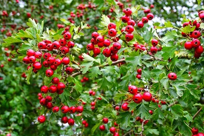 7dach - Боярышник: виды, посадка и особенности ухода Мало того что боярышник  обладает уникальными лекарственными свойствами, он еще и очень красив, как  в период цветения, так и с гроздьями красных ягод в