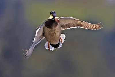 Памятка для населения ВЫСОКОПАТОГЕННЫЙ ГРИПП ПТИЦ (Avian Influenza)