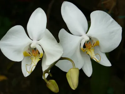 Орхидея Фаленопсис - «Из ста тысяч орхидных в домах прижились единицы видов:  моя капризная красавица четырех оттенков и как за ней правильно ухаживать»  | отзывы