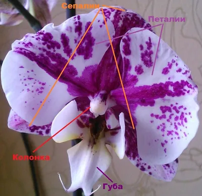 Купить Орхидея фаленопсис Микс д12 1 ствол. Орхидеи в ассортименте, разные  виды, готовые композиции!