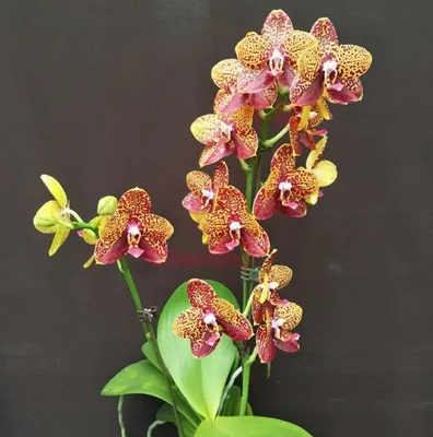 Орхидея Бабочка или Мотылек – Фаленопсис (Phalaenopsis ), виды, содержание