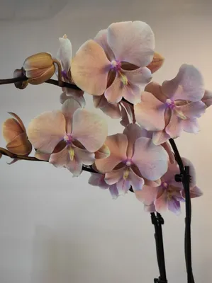 Орхидея Бабочка или Мотылек – Фаленопсис (Phalaenopsis ), виды, содержание