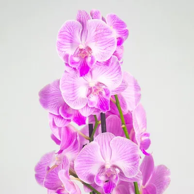 Крашеные орхидеи: голубые и синие