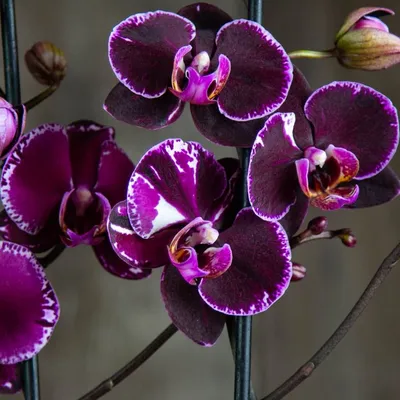 Орхидея Фаленопсис: описание, сорта, особенности ухода | Цветница | Дзен