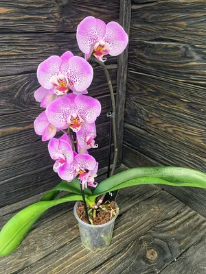 Орхидея Фаленопсис промо ø12 h40 - 55 см по цене 1111 ₽/шт. купить в  Тольятти в интернет-магазине Леруа Мерлен